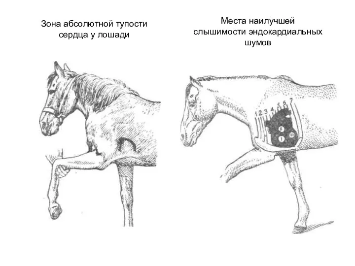 Зона абсолютной тупости сердца у лошади Места наилучшей слышимости эндокардиальных шумов