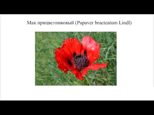 Мак прицветниковый (Papaver bracteatum Lindl)