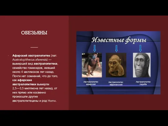 ОБЕЗЬЯНЫ Афарский австралопитек (лат. Australopithecus afarensis) — вымерший вид австралопитека, семейство