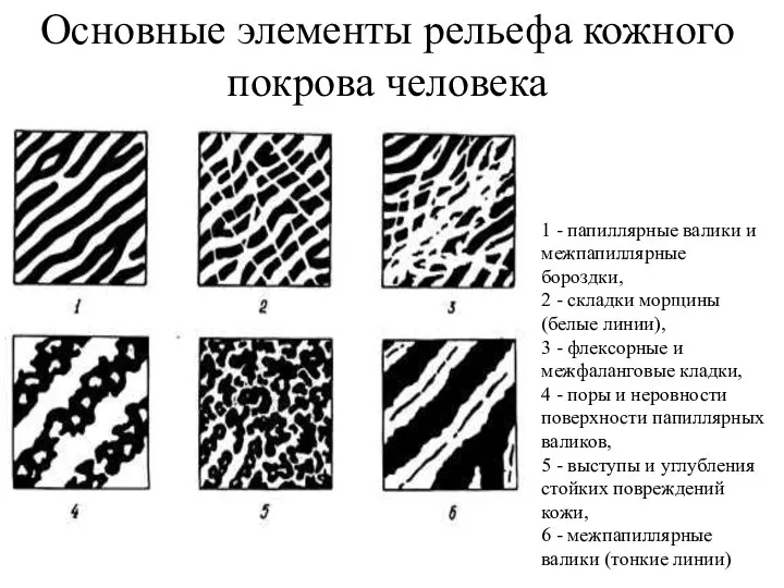 Основные элементы рельефа кожного покрова человека 1 - папиллярные валики и