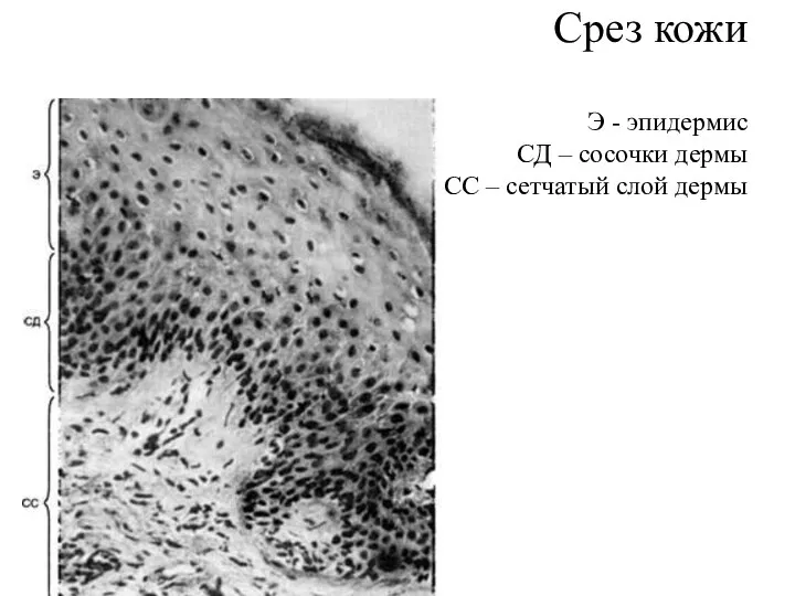 Срез кожи Э - эпидермис СД – сосочки дермы СС – сетчатый слой дермы