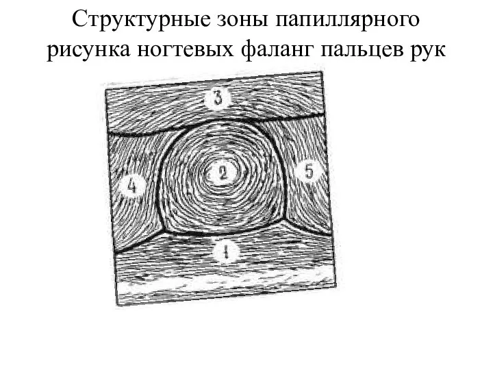 Структурные зоны папиллярного рисунка ногтевых фаланг пальцев рук