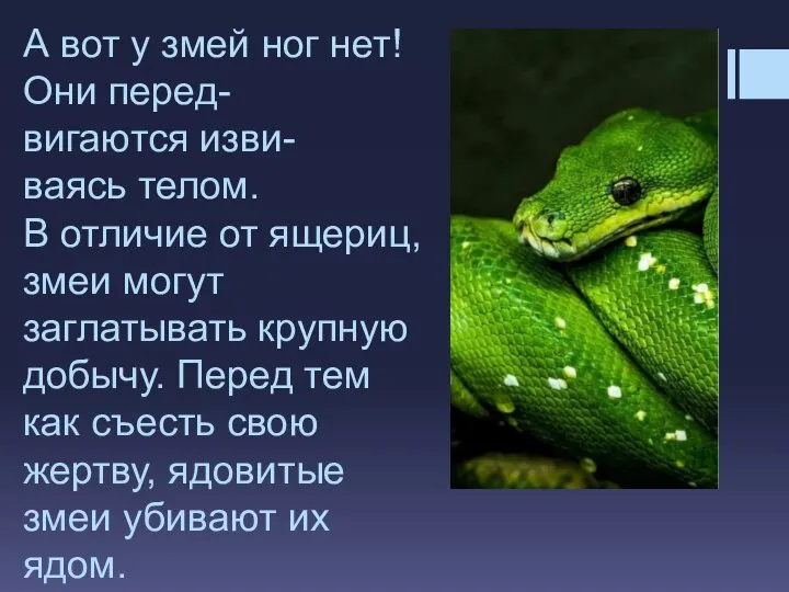 А вот у змей ног нет! Они перед- вигаются изви- ваясь