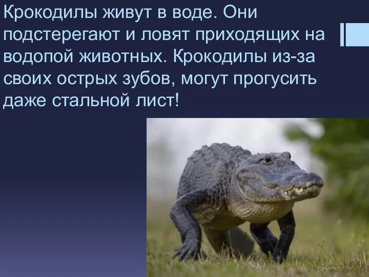 Крокодилы живут в воде. Они подстерегают и ловят приходящих на водопой