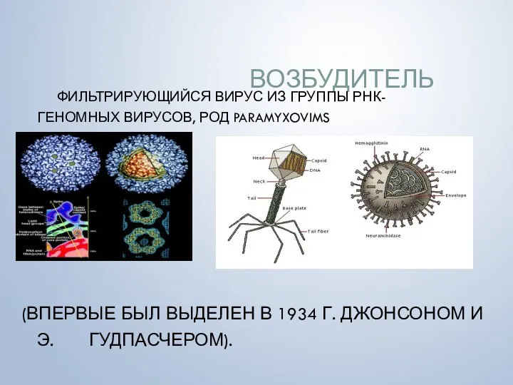 ВОЗБУДИТЕЛЬ ФИЛЬТРИРУЮЩИЙСЯ ВИРУС ИЗ ГРУППЫ РНК- ГЕНОМНЫХ ВИРУСОВ, РОД PARAMYXOVIMS (ВПЕРВЫЕ