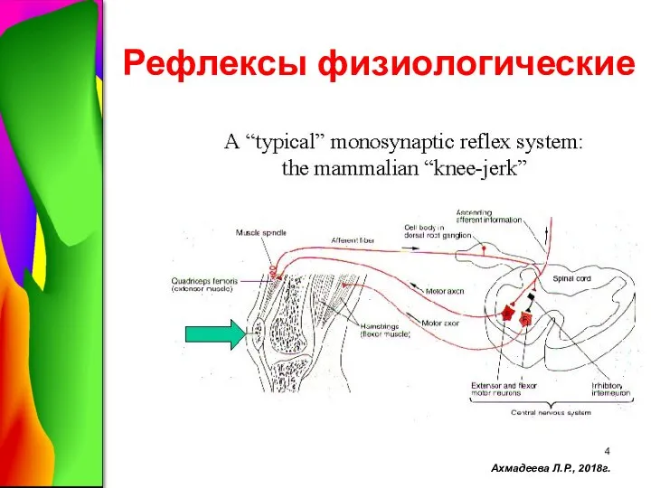 Рефлексы физиологические Ахмадеева Л.Р., 2018г.