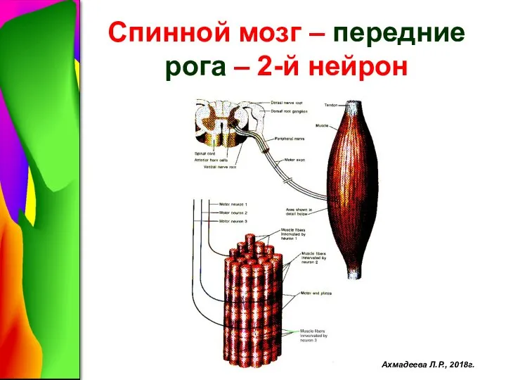 Спинной мозг – передние рога – 2-й нейрон Ахмадеева Л.Р., 2018г.