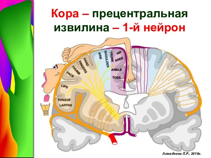Кора – прецентральная извилина – 1-й нейрон Ахмадеева Л.Р., 2018г.