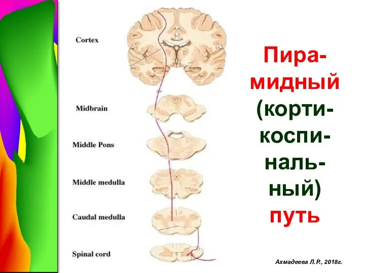 Пира-мидный (корти-коспи-наль-ный) путь Ахмадеева Л.Р., 2018г.