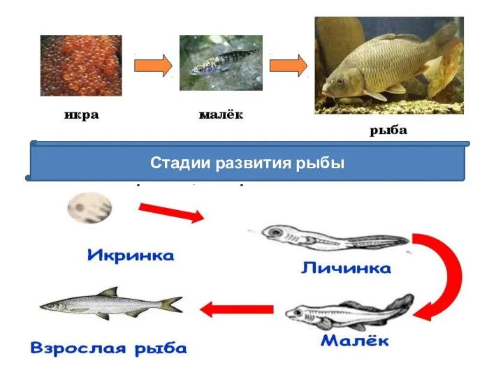 Стадии развития рыбы