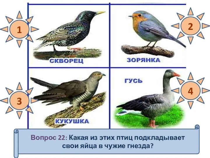 1 2 3 4 Вопрос 22: Какая из этих птиц подкладывает свои яйца в чужие гнезда?