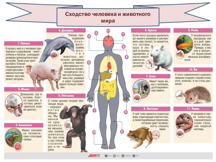 Сходство человека и животного мира