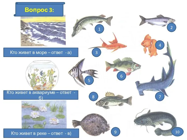 Кто живет в море – ответ - а) Кто живет в