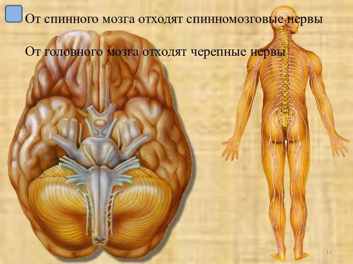 От спинного мозга отходят спинномозговые нервы От головного мозга отходят черепные нервы