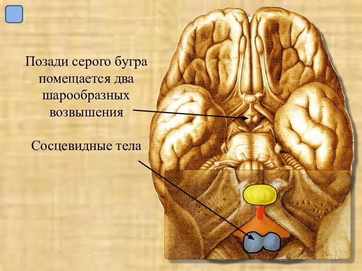 Позади серого бугра помещается два шарообразных возвышения Сосцевидные тела
