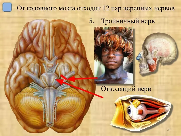 Тройничный нерв Отводящий нерв От головного мозга отходит 12 пар черепных нервов