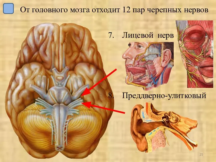 Лицевой нерв Преддверно-улитковый От головного мозга отходит 12 пар черепных нервов