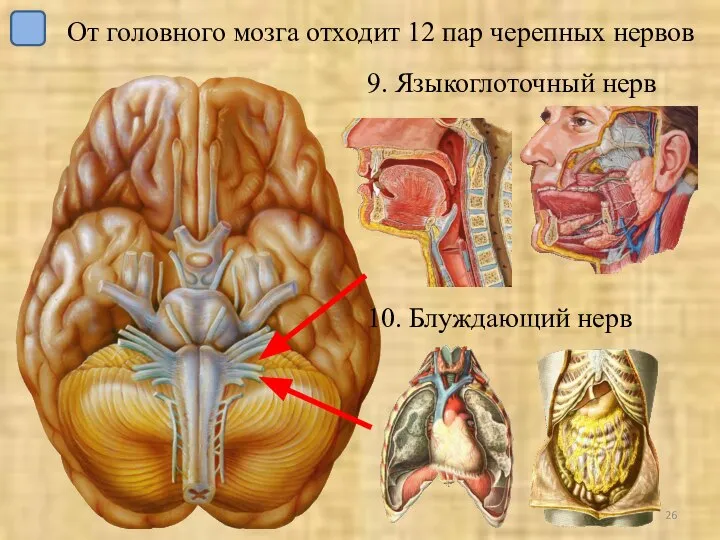 9. Языкоглоточный нерв 10. Блуждающий нерв От головного мозга отходит 12 пар черепных нервов