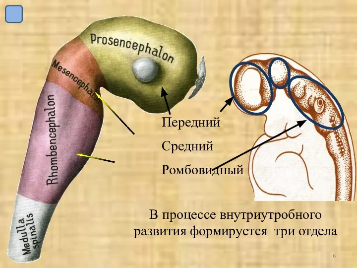 В процессе внутриутробного развития формируется три отдела Передний Средний Ромбовидный