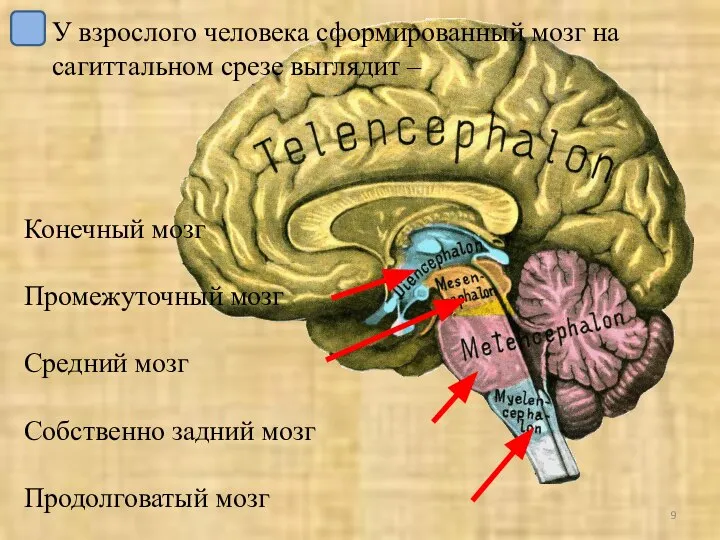 У взрослого человека сформированный мозг на сагиттальном срезе выглядит – Конечный