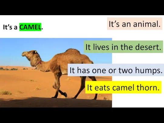 It’s a CAMEL. It’s an animal. It lives in the desert.