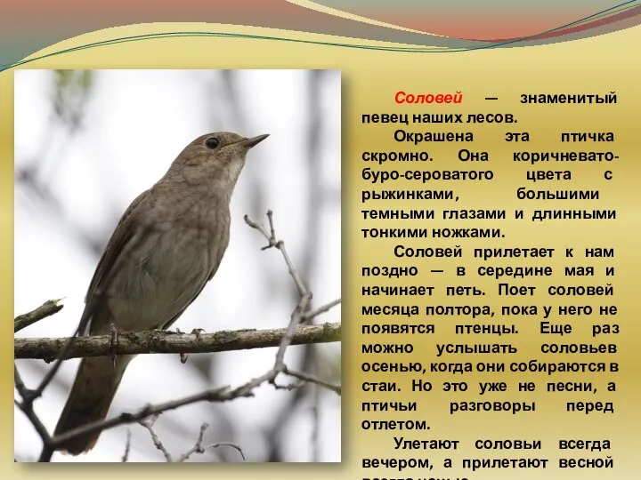 Соловей — знаменитый певец наших лесов. Окрашена эта птичка скромно. Она