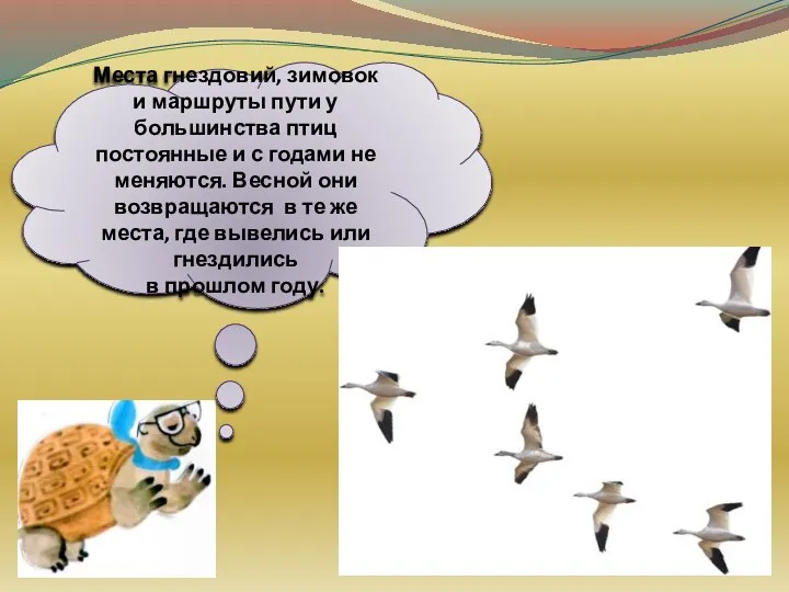 Места гнездовий, зимовок и маршруты пути у большинства птиц постоянные и