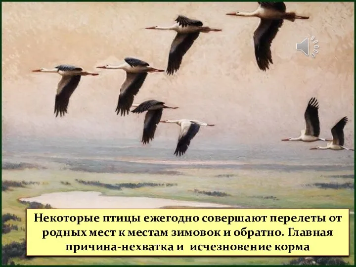 Некоторые птицы ежегодно совершают перелеты от родных мест к местам зимовок