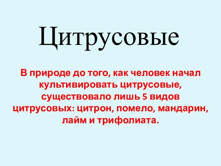 Цитрусовые В природе до того, как человек начал культивировать цитрусовые, существовало