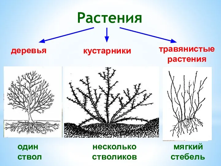 деревья кустарники травянистые растения Растения один ствол несколько стволиков мягкий стебель