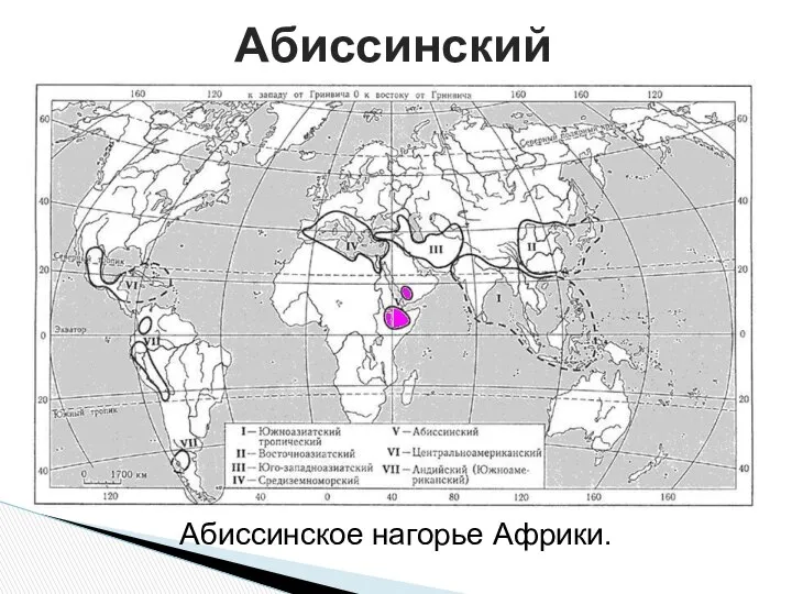 Абиссинский Абиссинское нагорье Африки.