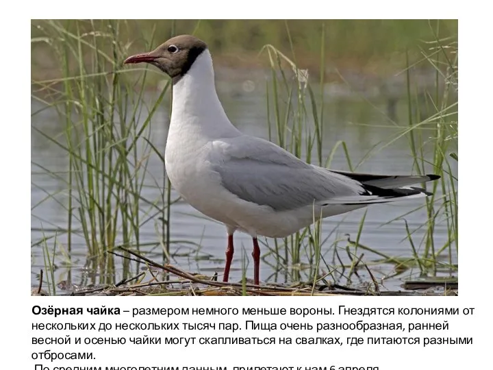 Озёрная чайка – размером немного меньше вороны. Гнездятся колониями от нескольких