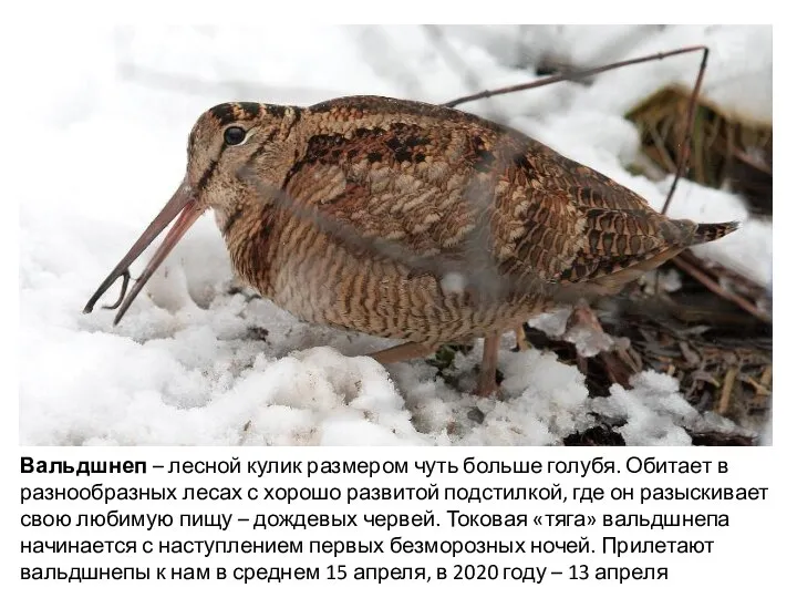 Вальдшнеп – лесной кулик размером чуть больше голубя. Обитает в разнообразных