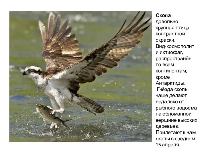 Скопа - довольно крупная птица контрастной окраски. Вид-космополит и ихтиофаг, распространён