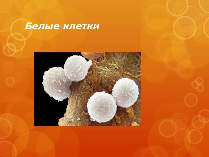 Белые клетки