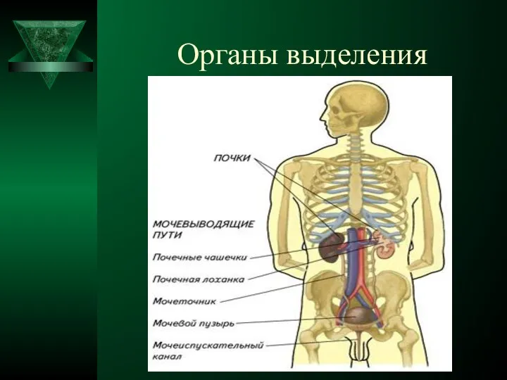 Органы выделения