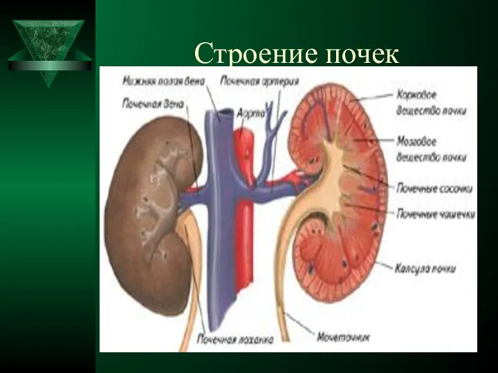 Строение почек