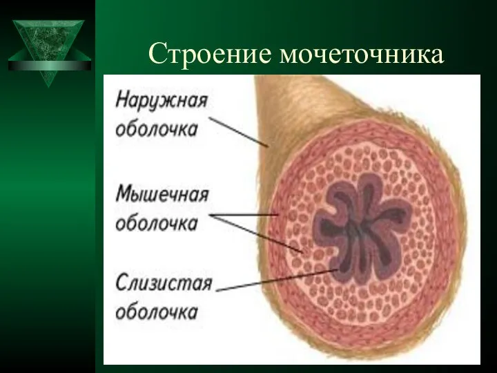 Строение мочеточника