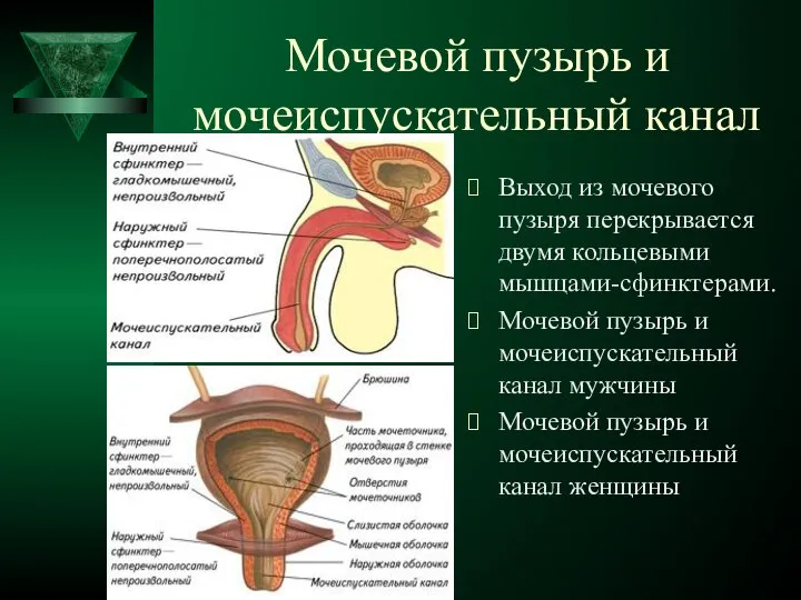 Мочевой пузырь и мочеиспускательный канал Выход из мочевого пузыря перекрывается двумя