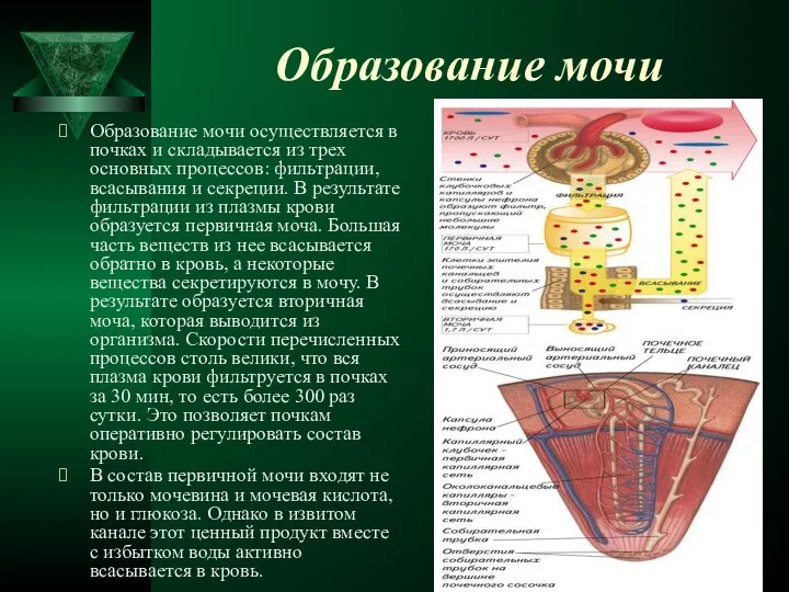 Образование мочи Образование мочи осуществляется в почках и складывается из трех