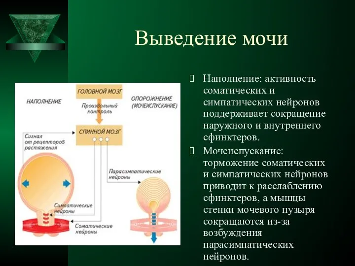 Выведение мочи Наполнение: активность соматических и симпатических нейронов поддерживает сокращение наружного