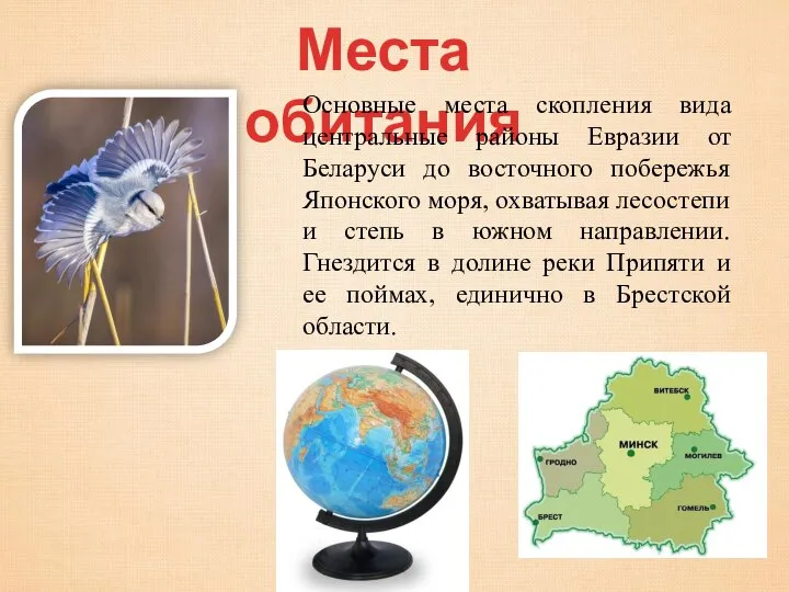 Места обитания Основные места скопления вида центральные районы Евразии от Беларуси