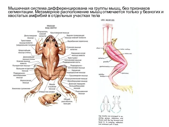 Мышечная система дифференцирована на группы мышц, без признаков сегментации. Метамерное расположение