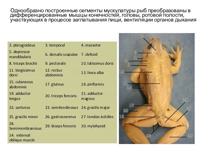 Однообразно построенные сегменты мускулатуры рыб преобразованы в дифференцированные мышцы конечностей, головы,