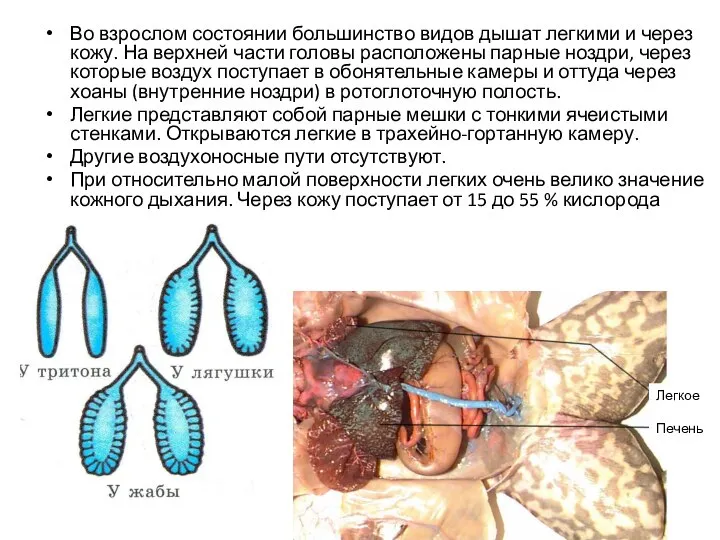 Во взрослом состоянии большинство видов дышат легкими и через кожу. На