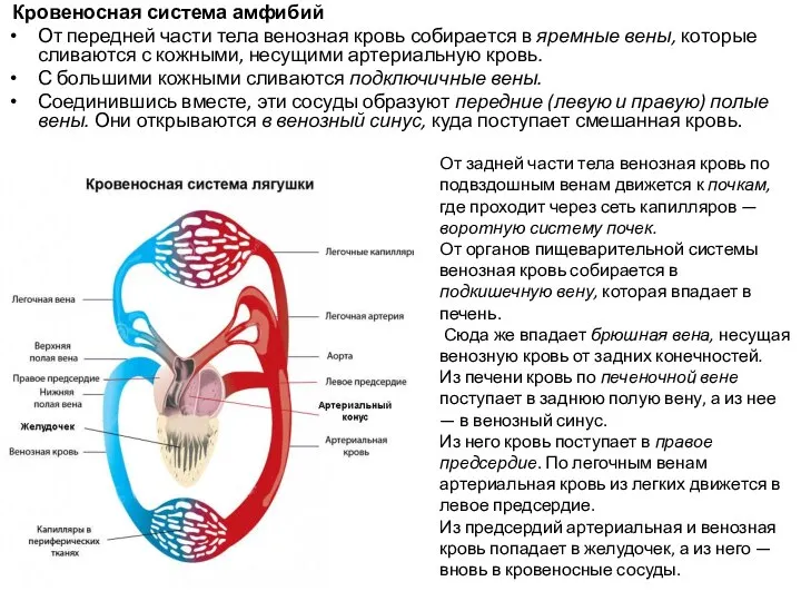 Кровеносная система амфибий От передней части тела венозная кровь собирается в