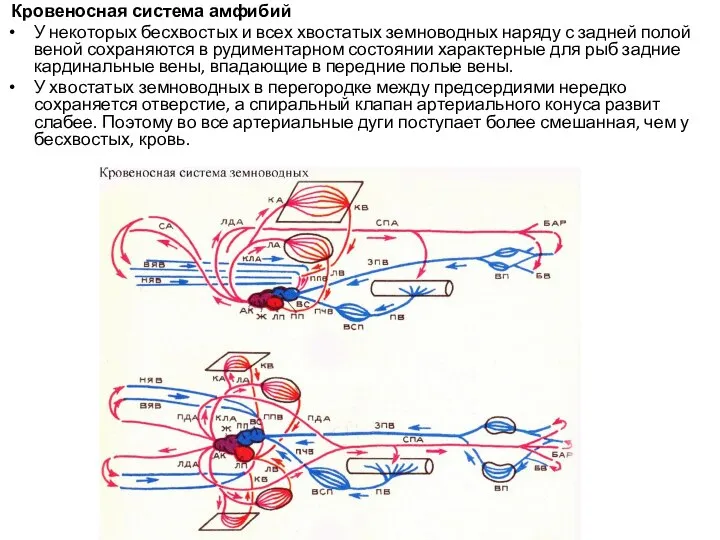 Кровеносная система амфибий У некоторых бесхвостых и всех хвостатых земноводных наряду