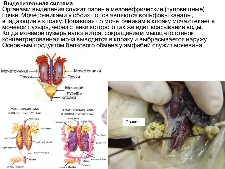 Выделительная система Органами выделения служат парные мезонефрические (туловищные) почки. Мочеточниками у