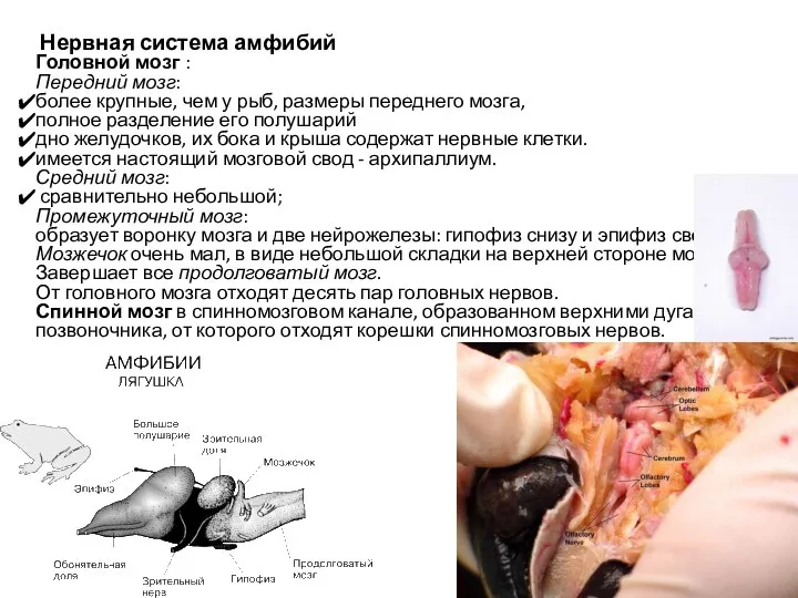 Нервная система амфибий Головной мозг : Передний мозг: более крупные, чем