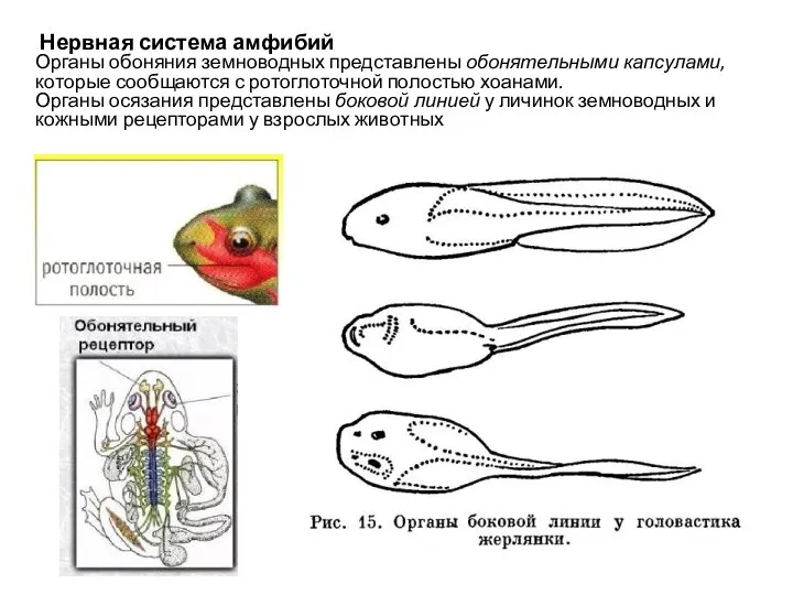 Нервная система амфибий Органы обоняния земноводных представлены обонятельными капсулами, которые сообщаются